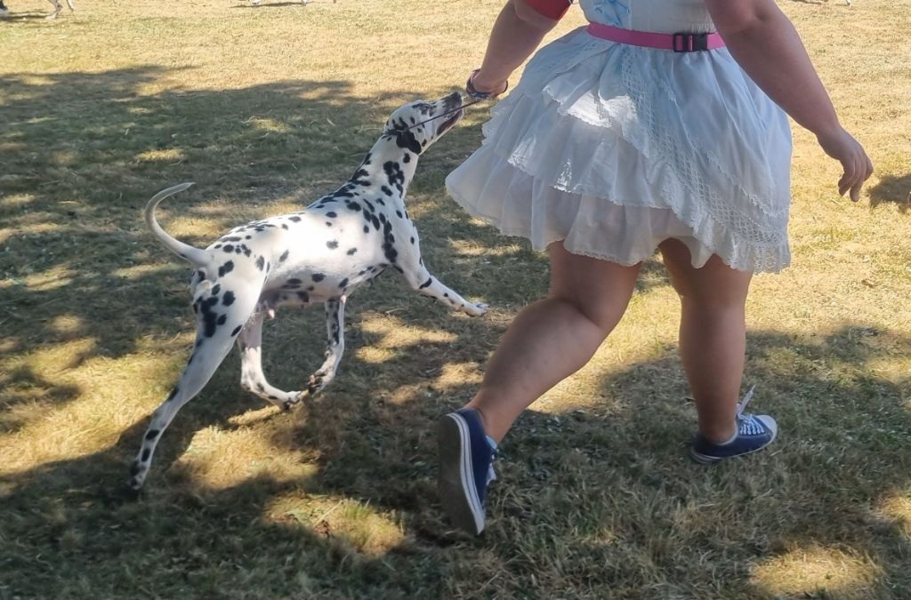 Never give up Du Clos De Patch - Classe Ouverte: Excellent Non Classée (fini parmi les 08 finaliste)