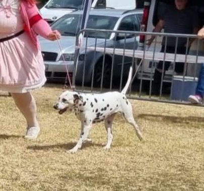 Jelly bean De La Voûte Céleste - Classe Vétéran: 1ere Excellent CACS-Veteran Meilleur Vétéran