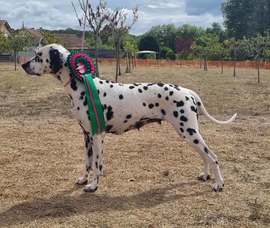 Never give up Du Clos De Patch - Classe Ouverte: 1ere Excellent CACS