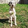 Ohana Du Clos De Patch - Classe Puppy: 1ère Très Prometteur 
