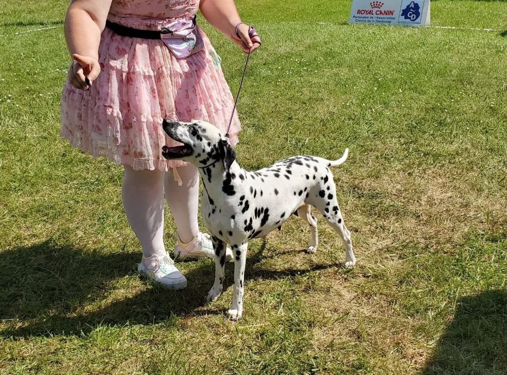 Never give up Du Clos De Patch - Classe Ouverte: 2eme Excellent RCACS