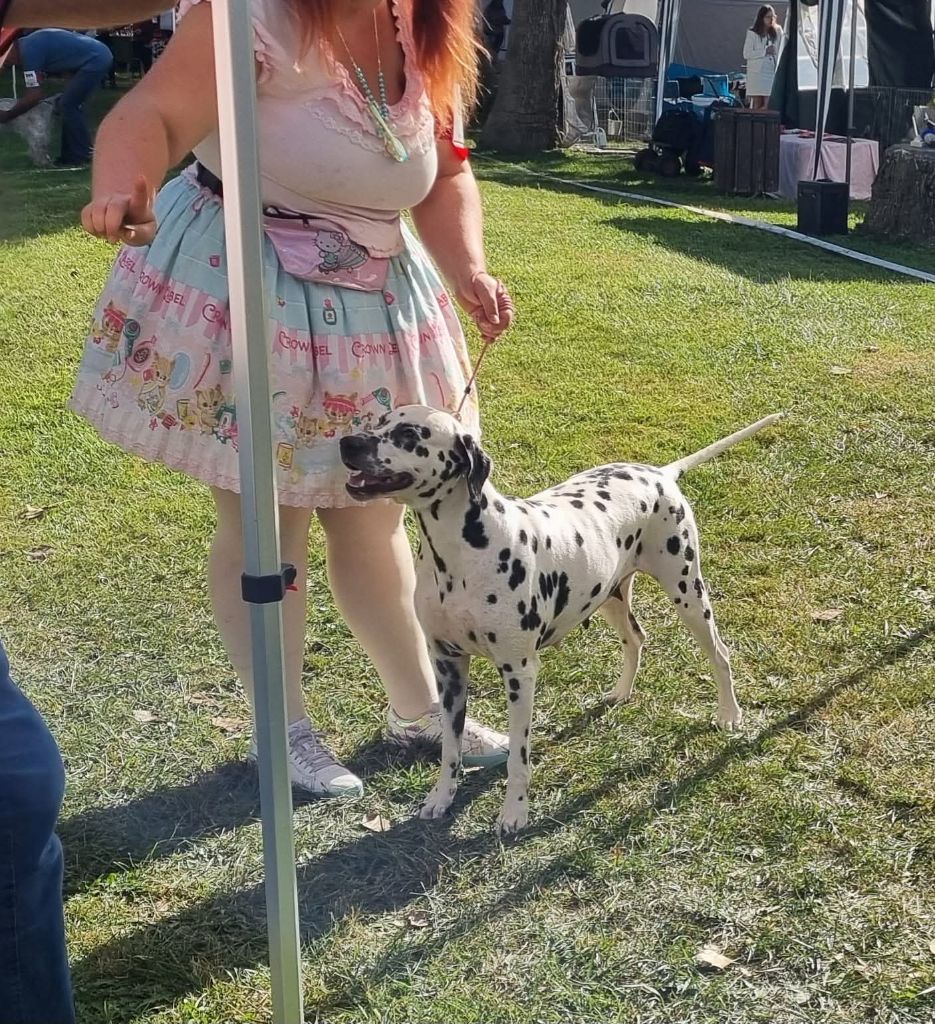 Never give up Du Clos De Patch - Classe Ouverte: 2eme Très Bon