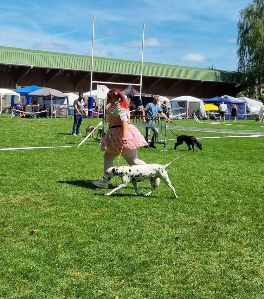 Jelly bean De La Voûte Céleste - Classe Vétéran: 1ere Excellent CACS-Veteran Meilleur Vétéran