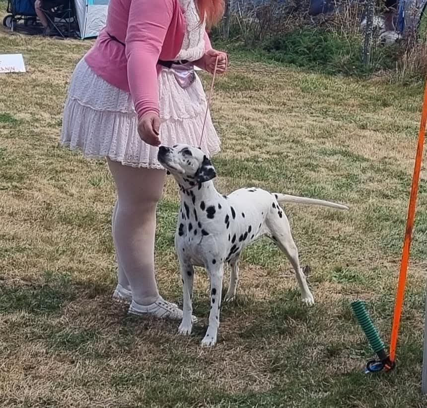 Jelly bean De La Voûte Céleste - Classe Vétéran: 1ere Excellent CACS-Veteran Meilleur Vétéran