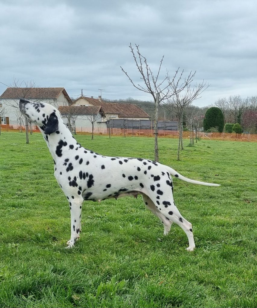 Never give up Du Clos De Patch - Classe Ouverte: 3eme Excellent