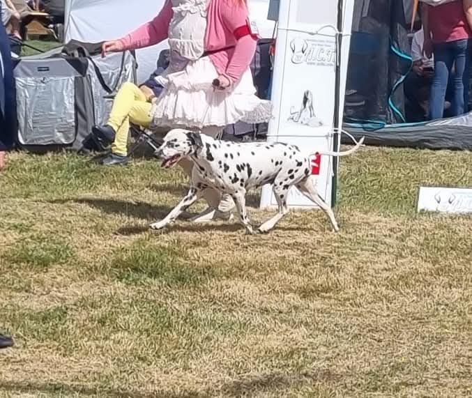 Never give up Du Clos De Patch - Classe Ouverte: 4eme Excellent