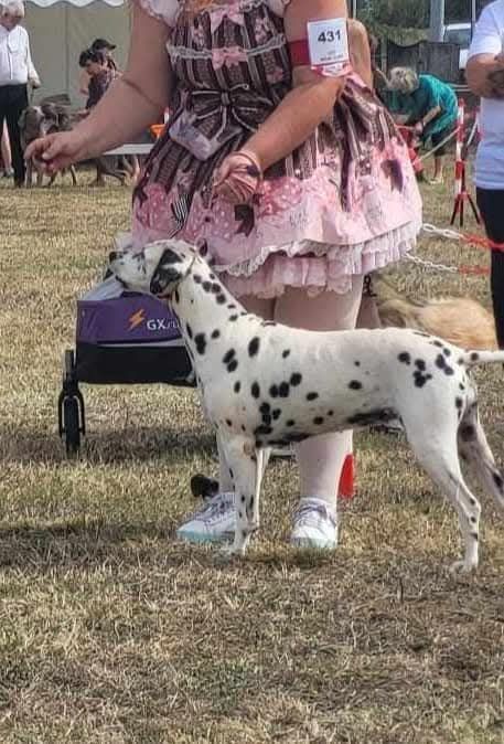 Jelly bean De La Voûte Céleste - Classe Vétéran: 1ere Excellent CACS-Veteran