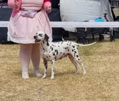 Never give up Du Clos De Patch - Classe Ouverte: 2eme Excellent