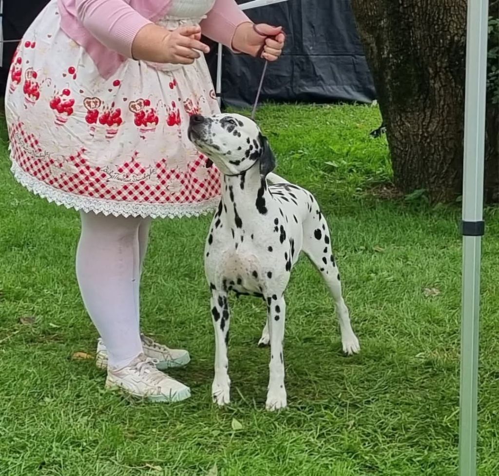 Never give up Du Clos De Patch - Classe Ouverte: 1ere Très Bon