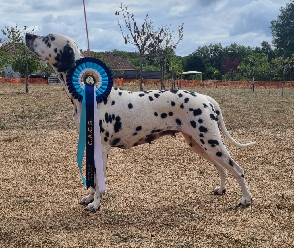 Never give up Du Clos De Patch - Classe Ouverte: 1ere Excellent CACS