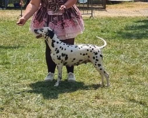 Never give up Du Clos De Patch - Classe Ouverte: Excellent Non Classée