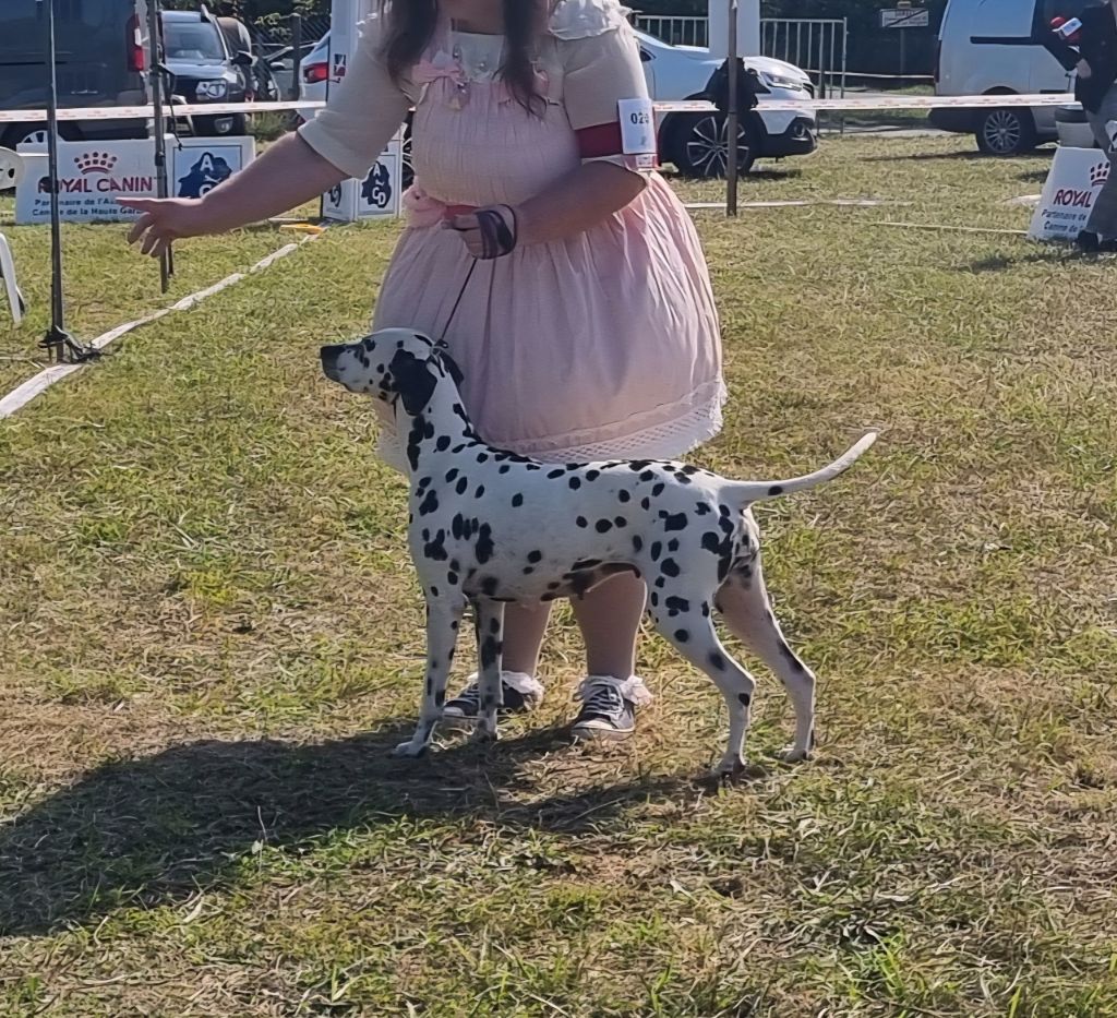 Never give up Du Clos De Patch - Classe Vétéran: 1ere Excellent Meilleur Vétéran