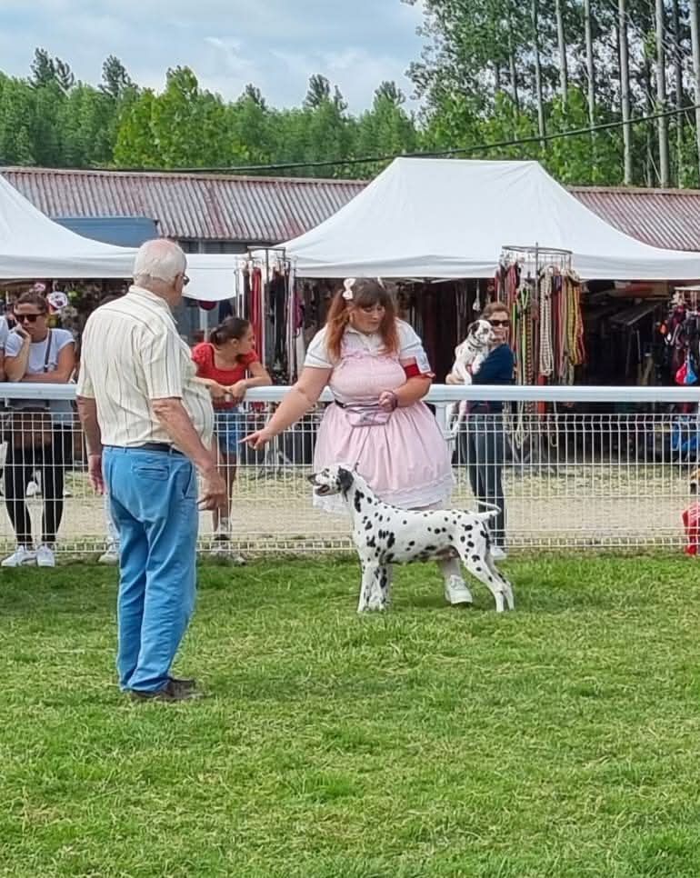 Never give up Du Clos De Patch - Classe Ouverte: 1er Excellent CACS Meilleur De Sexe Opposé (BOS)