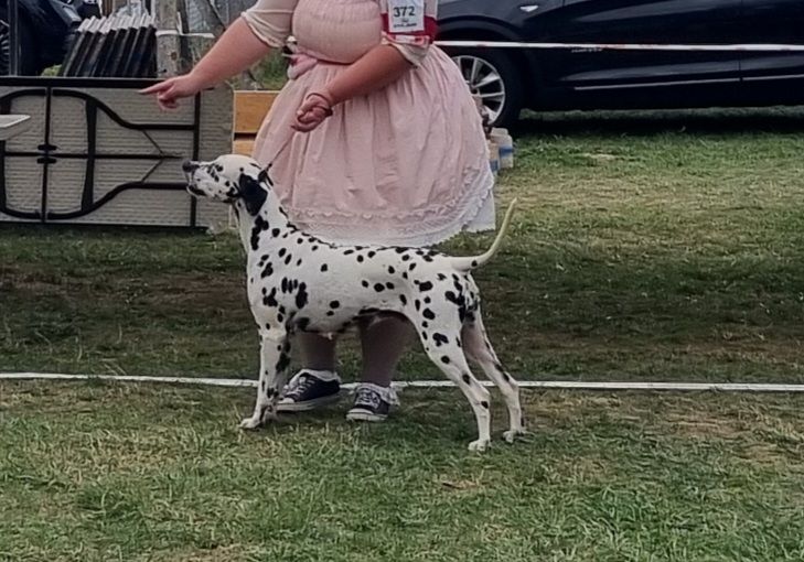 Never give up Du Clos De Patch - Classe Vétéran: 1ere Excellent CACS-Veteran Meilleur Vétéran BIS 5 Vétéran