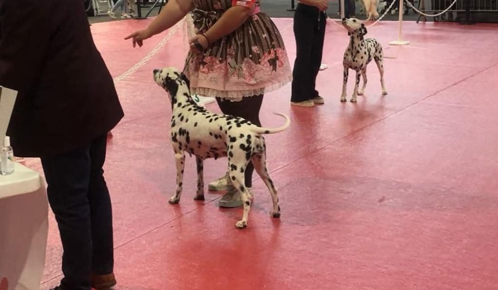 Never give up Du Clos De Patch - Classe Ouverte: 2eme Excellent RCACS