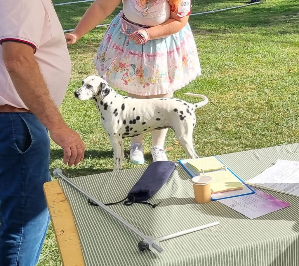 Jelly bean De La Voûte Céleste - Classe Vétéran: 1ere Excellent CACS-Veteran Meilleur Vétéran