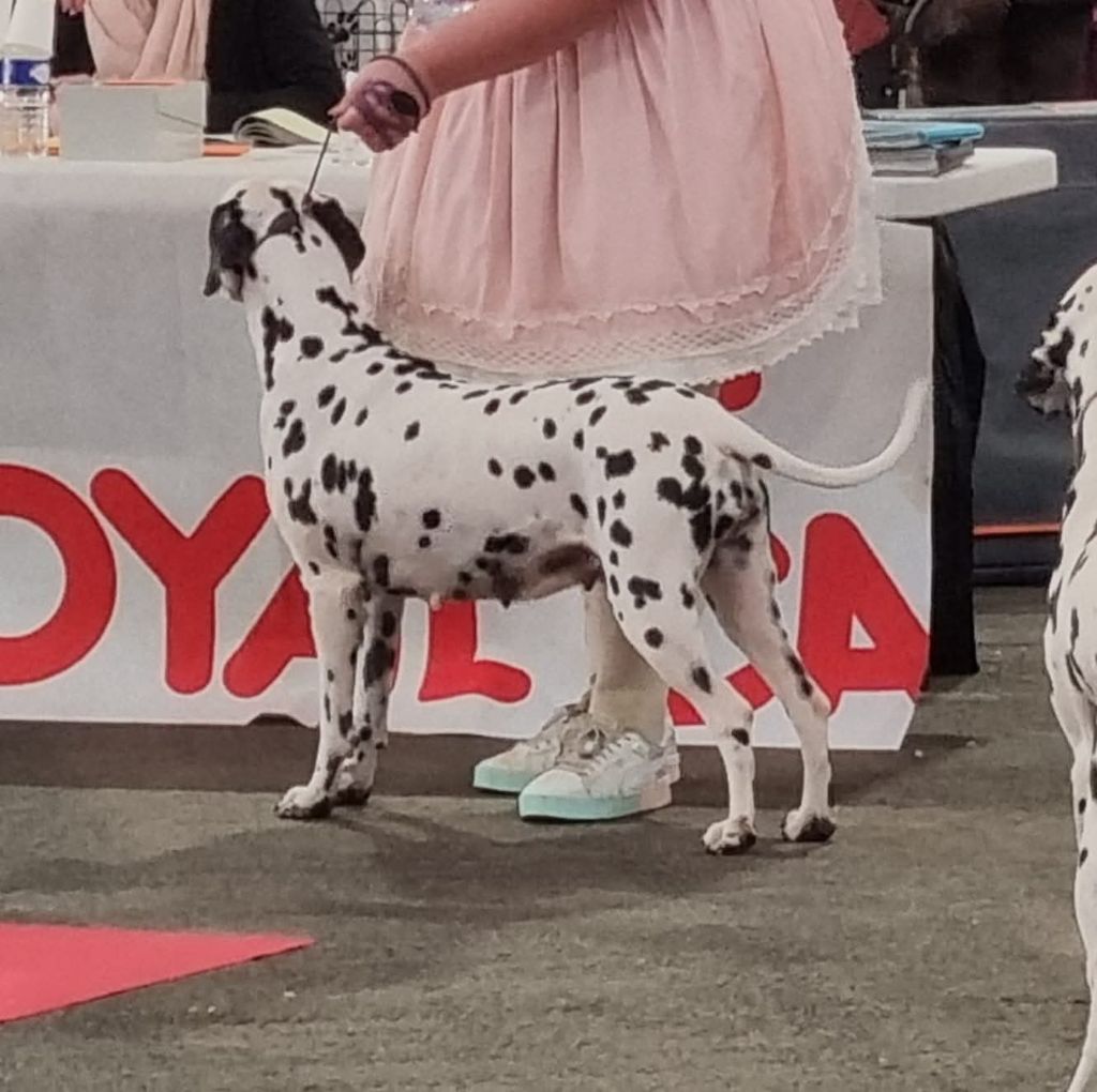 Never give up Du Clos De Patch - Classe Ouverte: Excellent Non Classée