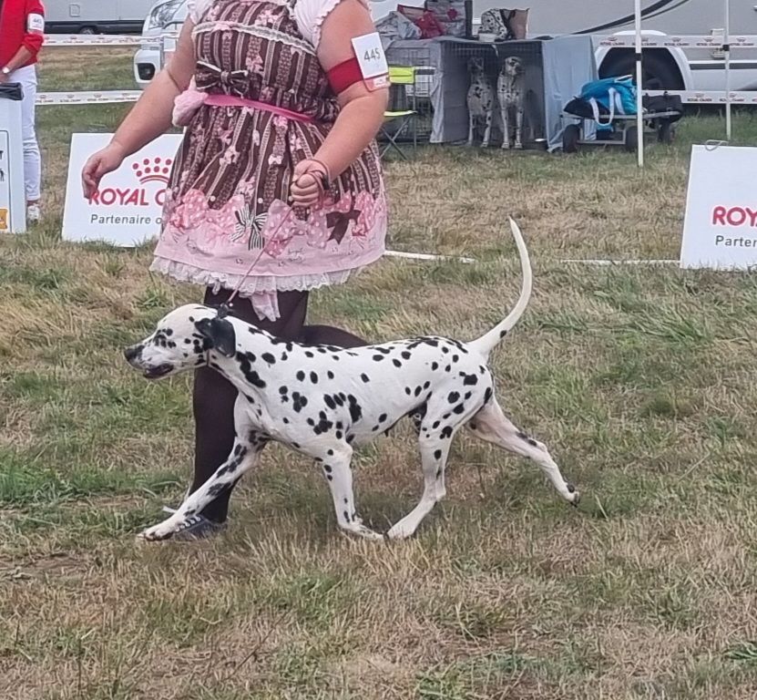 Never give up Du Clos De Patch - Classe Vétéran: 1ere Excellent CACS-Veteran Meilleur Vétéran, BIS 5 Vétéran