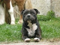 Étalon Staffordshire Bull Terrier - Doly Du fief des kallistos
