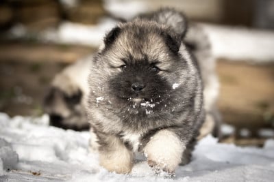 Les chiots de Spitz allemand