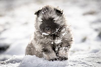Les chiots de Spitz allemand