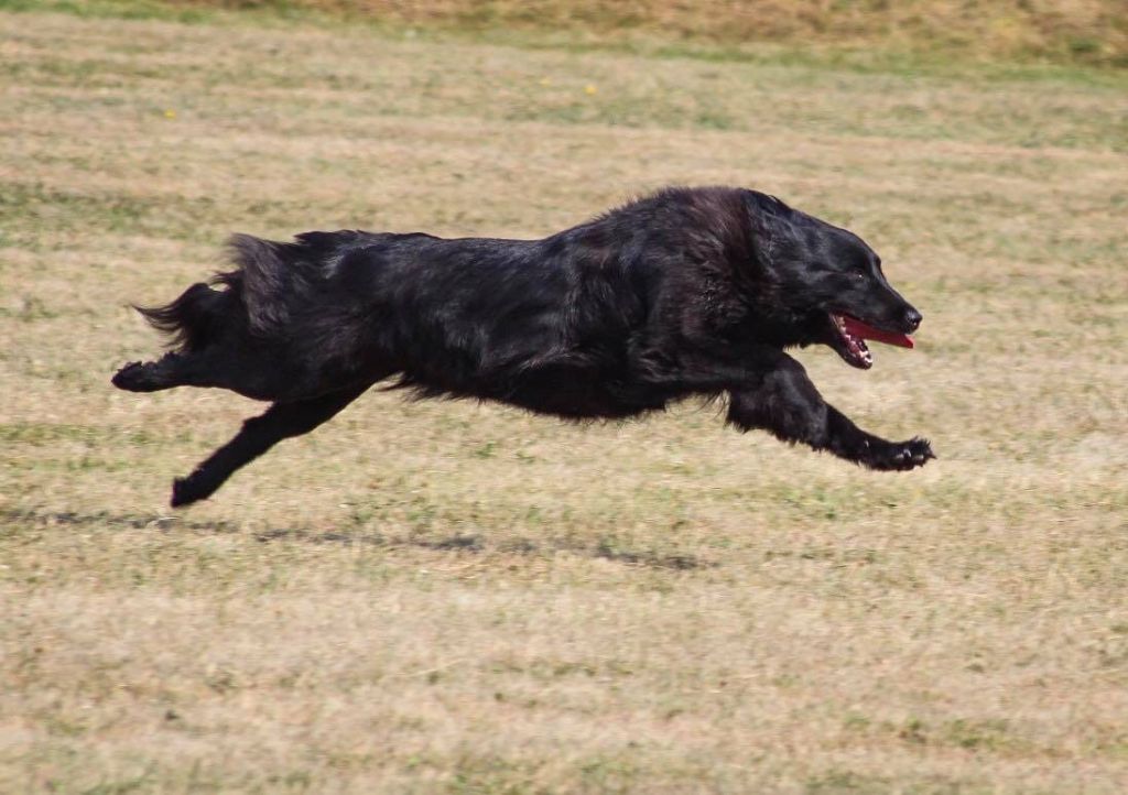 Livy de la Vallée des Suessiones - 3ème place -Challenge Inter-Race SCC