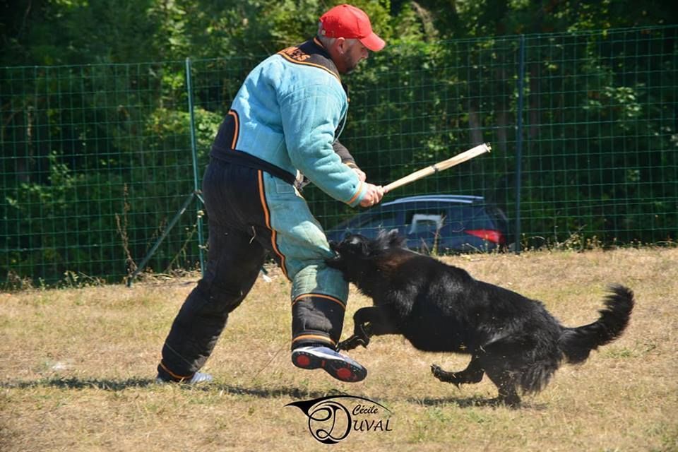 Livy de la Vallée des Suessiones - 1ère place - Challenge Tervueren 2018