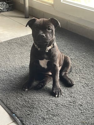 Les chiots de Staffordshire Bull Terrier