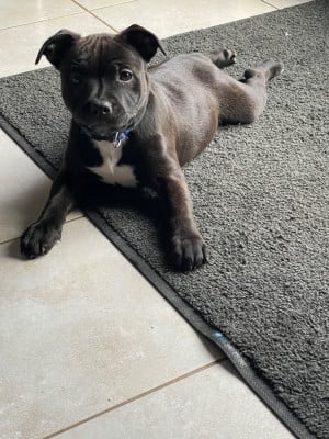 Les chiots de Staffordshire Bull Terrier
