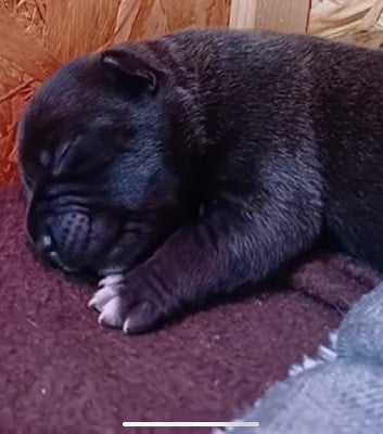 Les chiots de Staffordshire Bull Terrier