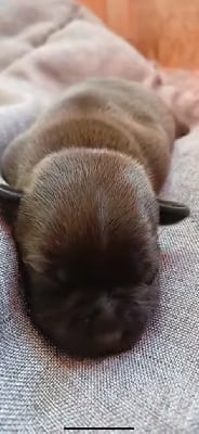 Les chiots de Staffordshire Bull Terrier