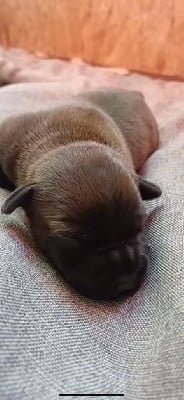 Les chiots de Staffordshire Bull Terrier