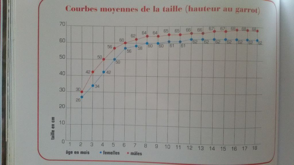 Accueil Elevage De Loargann Eleveur De Chiens Bouvier Bernois