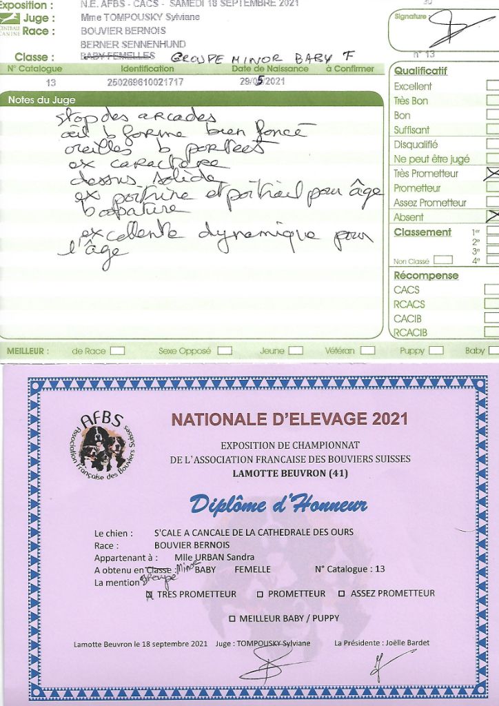 S'cale à cancale De La Cathedrale Des Ours - diplôme d'honneur