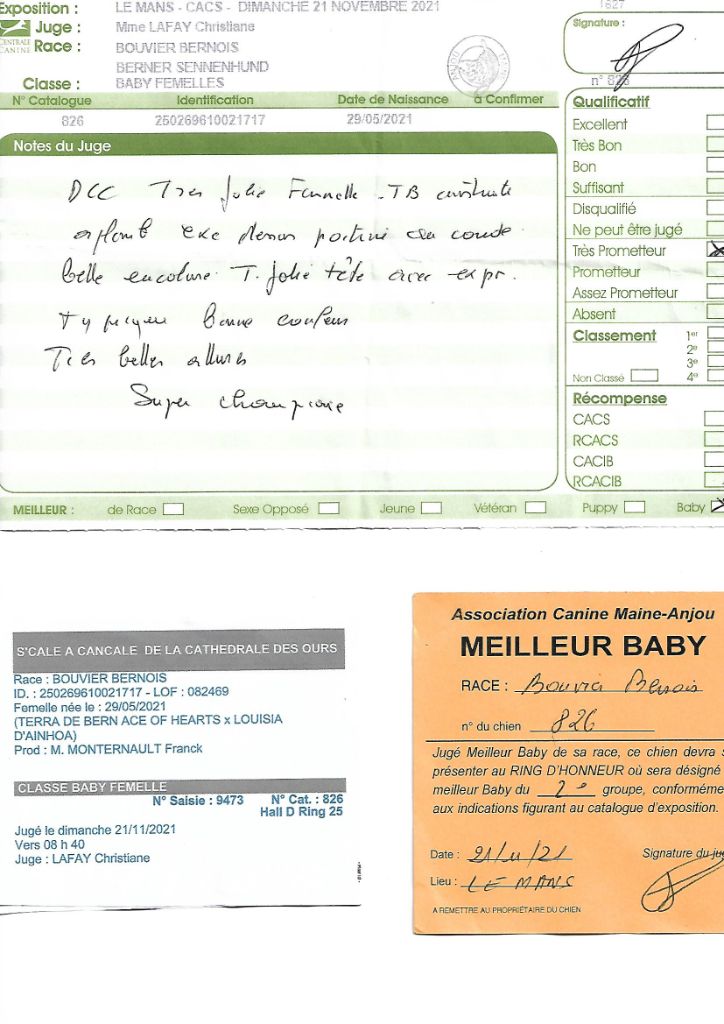 S'cale à cancale De La Cathedrale Des Ours - MEILLEUR BABY