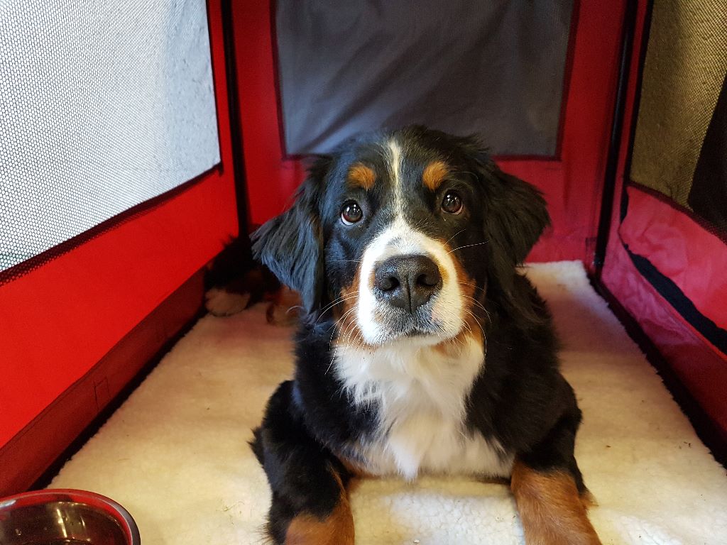 Ouessane De La Cathedrale Des Ours - 4ème très bon classe jeune femelle