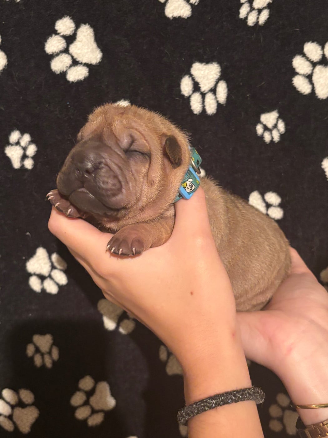 CHIOT 2
