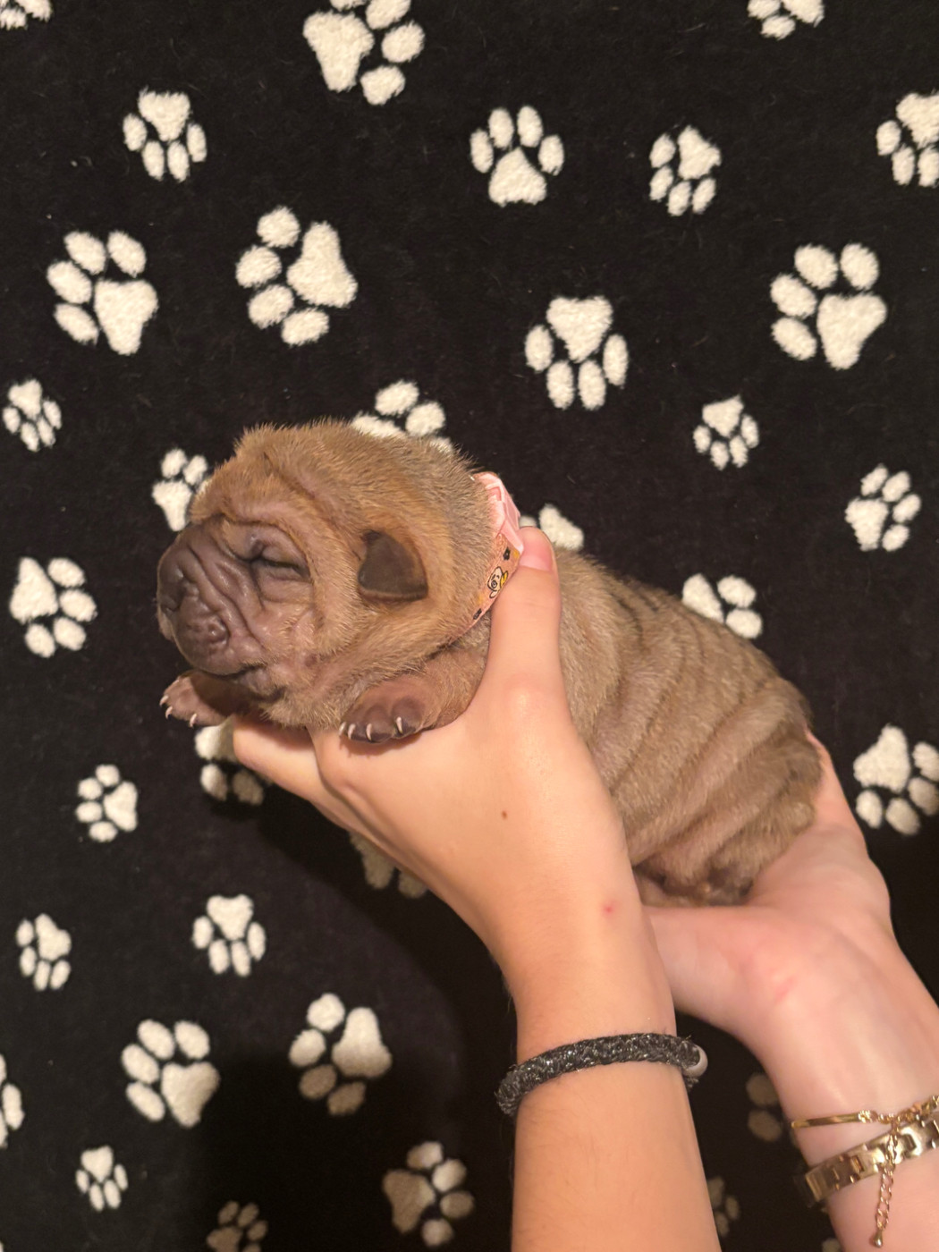CHIOT 3