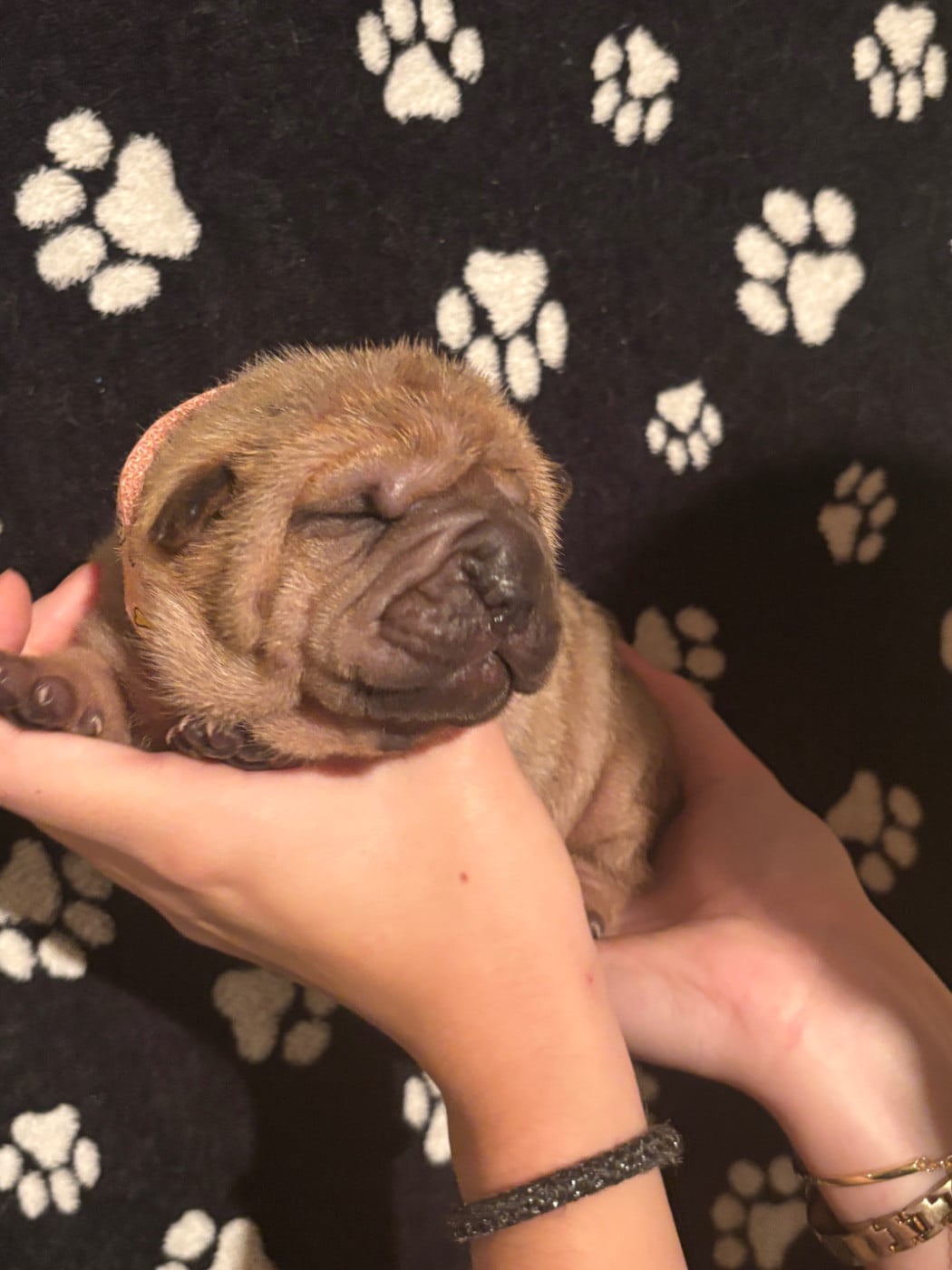 CHIOT 3
