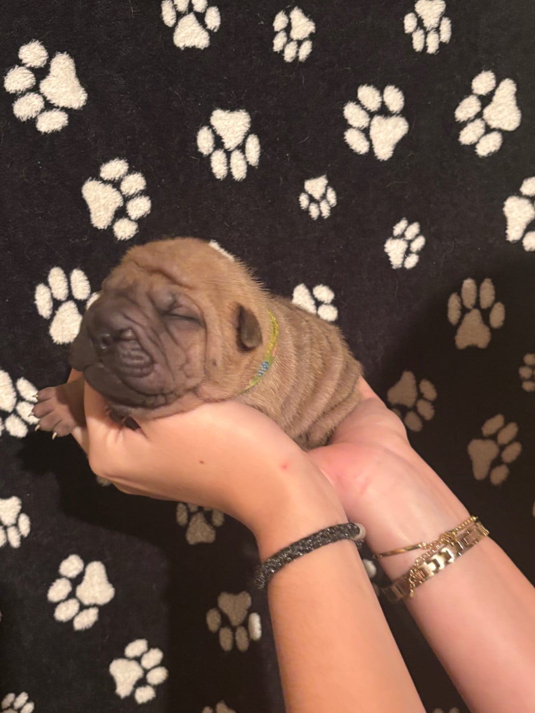CHIOT 4