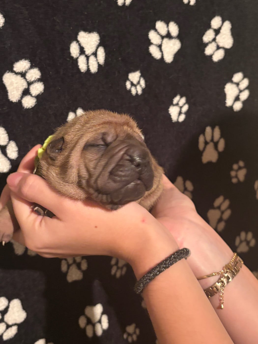 CHIOT 4