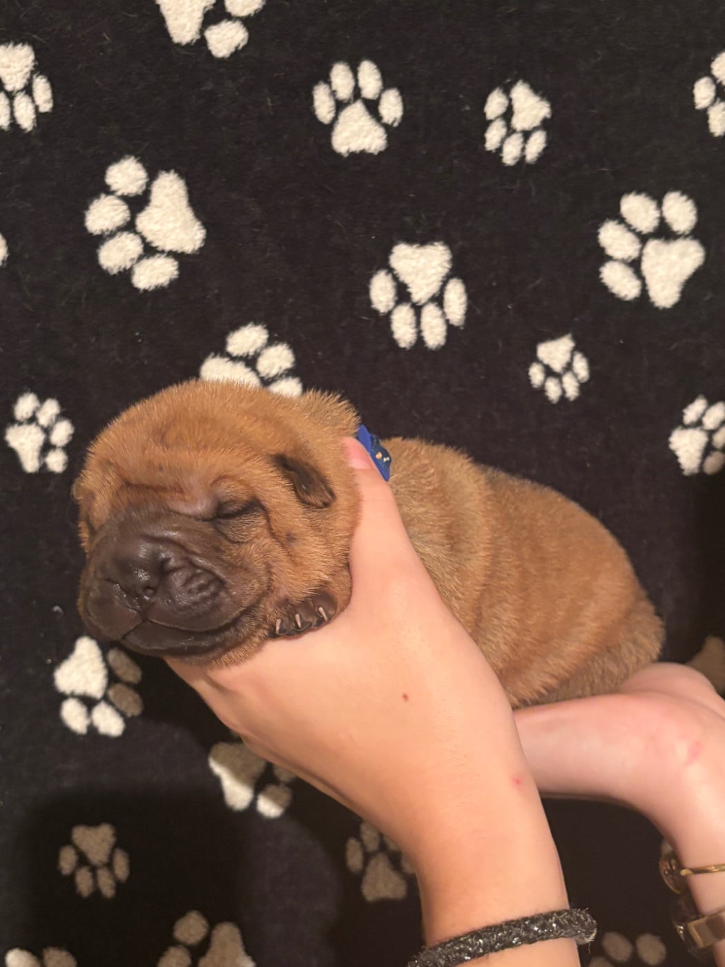 CHIOT 5