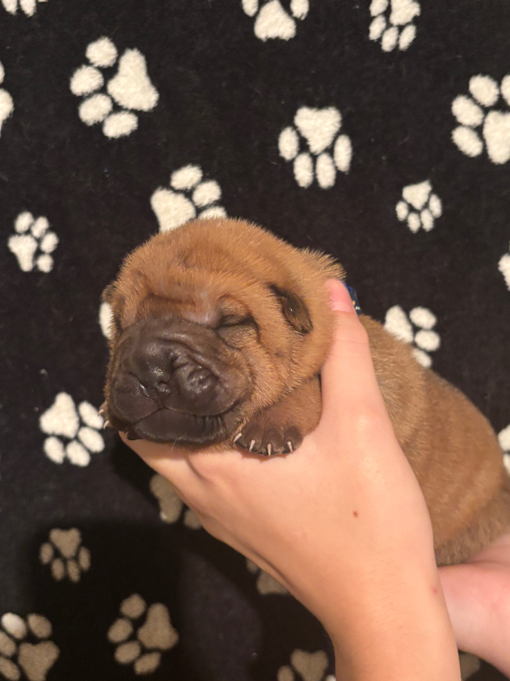 CHIOT 5