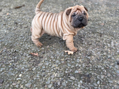 Les chiots de Shar Pei