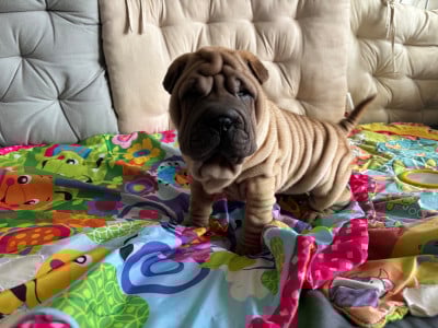 Les chiots de Shar Pei