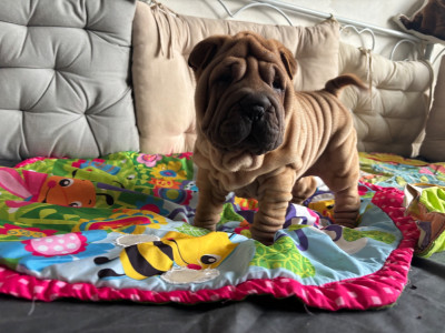 Les chiots de Shar Pei