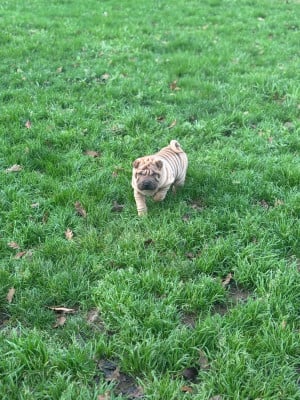Les chiots de Shar Pei