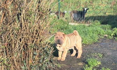 Les chiots de Shar Pei