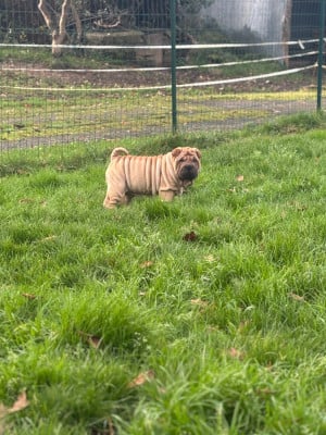 Les chiots de Shar Pei