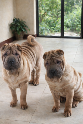Les chiots de Shar Pei